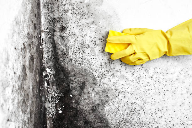 Best DIY Mold Remediation Support Services in Rossford, OH
